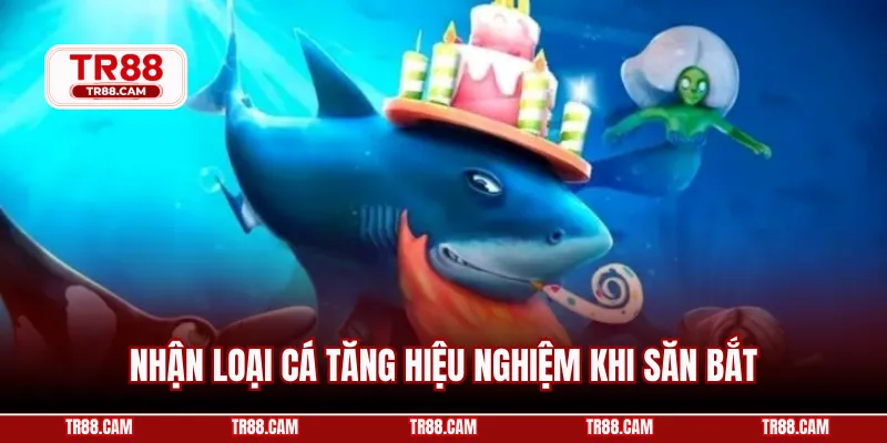 Nhận loại cá tăng hiệu nghiệm khi săn bắt